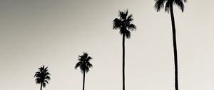 Preview wallpaper palms, trees, silhouettes, black and white