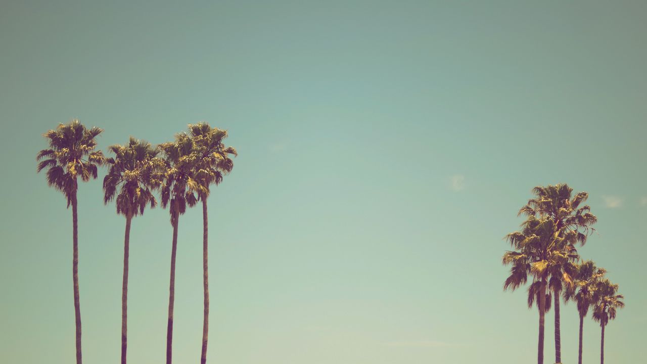 Wallpaper palms, trees, sky