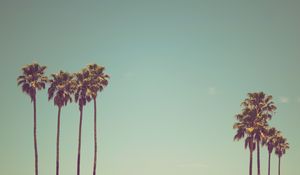 Preview wallpaper palms, trees, sky