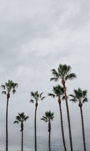 Preview wallpaper palms, trees, sky, tropics