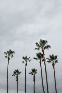 Preview wallpaper palms, trees, sky, tropics