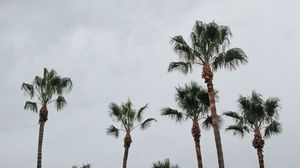 Preview wallpaper palms, trees, sky, tropics