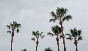 Preview wallpaper palms, trees, sky, tropics