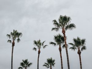 Preview wallpaper palms, trees, sky, tropics