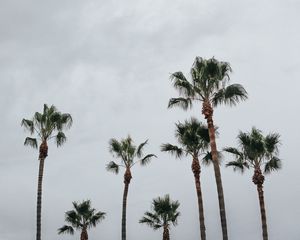 Preview wallpaper palms, trees, sky, tropics