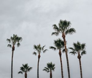 Preview wallpaper palms, trees, sky, tropics