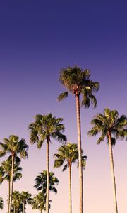 Preview wallpaper palms, trees, sky, branches