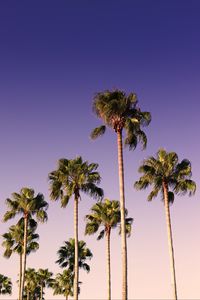 Preview wallpaper palms, trees, sky, branches