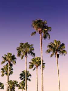 Preview wallpaper palms, trees, sky, branches