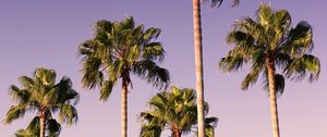 Preview wallpaper palms, trees, sky, branches