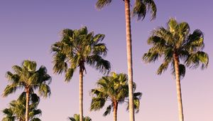 Preview wallpaper palms, trees, sky, branches