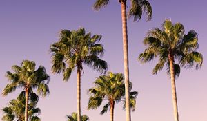 Preview wallpaper palms, trees, sky, branches