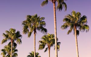 Preview wallpaper palms, trees, sky, branches