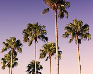 Preview wallpaper palms, trees, sky, branches