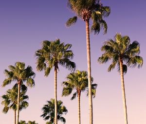 Preview wallpaper palms, trees, sky, branches