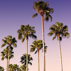 Preview wallpaper palms, trees, sky, branches