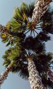 Preview wallpaper palms, trees, sky, branches, leaves