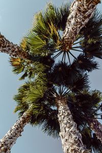 Preview wallpaper palms, trees, sky, branches, leaves