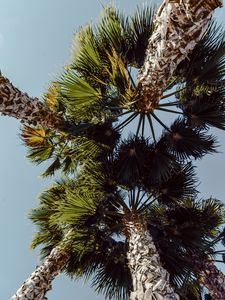 Preview wallpaper palms, trees, sky, branches, leaves