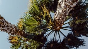 Preview wallpaper palms, trees, sky, branches, leaves