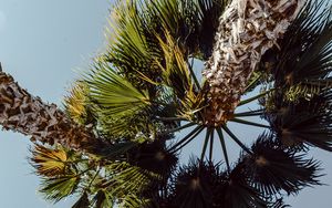 Preview wallpaper palms, trees, sky, branches, leaves