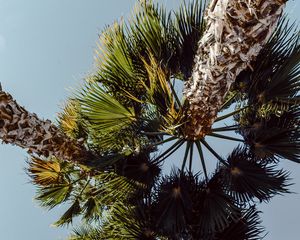 Preview wallpaper palms, trees, sky, branches, leaves