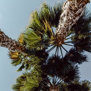 Preview wallpaper palms, trees, sky, branches, leaves