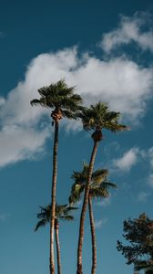 Preview wallpaper palms, trees, sky, clouds
