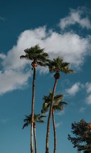 Preview wallpaper palms, trees, sky, clouds