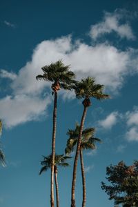 Preview wallpaper palms, trees, sky, clouds