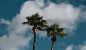 Preview wallpaper palms, trees, sky, clouds