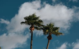 Preview wallpaper palms, trees, sky, clouds