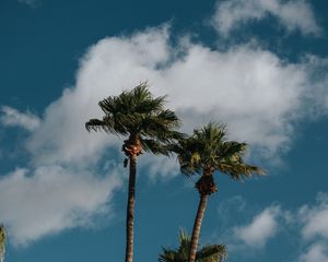 Preview wallpaper palms, trees, sky, clouds