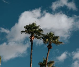 Preview wallpaper palms, trees, sky, clouds