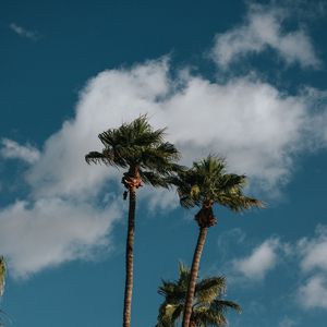 Preview wallpaper palms, trees, sky, clouds