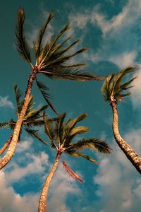 Preview wallpaper palms, trees, sky, clouds, nature