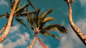 Preview wallpaper palms, trees, sky, clouds, nature