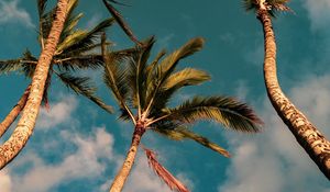 Preview wallpaper palms, trees, sky, clouds, nature