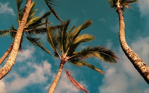 Preview wallpaper palms, trees, sky, clouds, nature