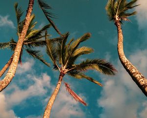 Preview wallpaper palms, trees, sky, clouds, nature