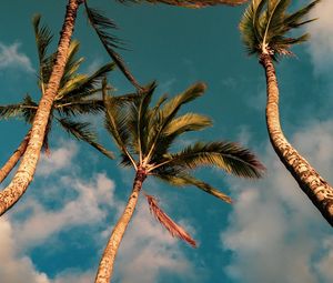 Preview wallpaper palms, trees, sky, clouds, nature