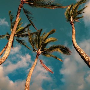 Preview wallpaper palms, trees, sky, clouds, nature