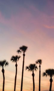 Preview wallpaper palms, trees, sky, dusk, summer