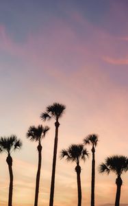 Preview wallpaper palms, trees, sky, dusk, summer