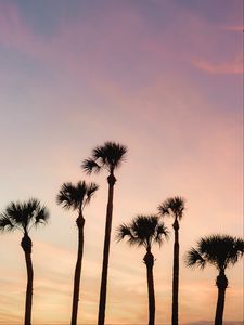 Preview wallpaper palms, trees, sky, dusk, summer