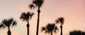 Preview wallpaper palms, trees, sky, dusk, summer