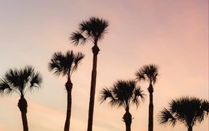 Preview wallpaper palms, trees, sky, dusk, summer