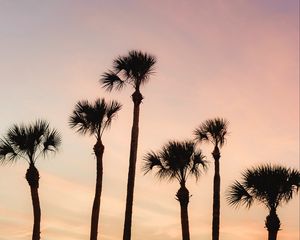 Preview wallpaper palms, trees, sky, dusk, summer