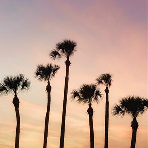 Preview wallpaper palms, trees, sky, dusk, summer