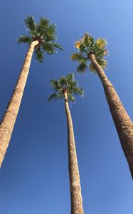 Preview wallpaper palms, trees, sky, bottom view, minimalism